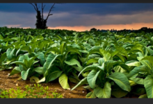 Tobacco growing in Zimbabwe