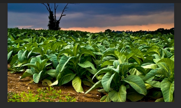 Tobacco growing in Zimbabwe